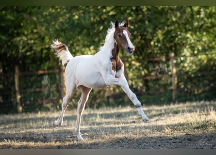 Belgijski wierzchowy, Klacz, Źrebak (04/2026), 148 cm, Tobiano wszelkich maści