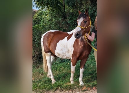 Belgijski wierzchowy, Wałach, 14 lat, 141 cm, Srokata