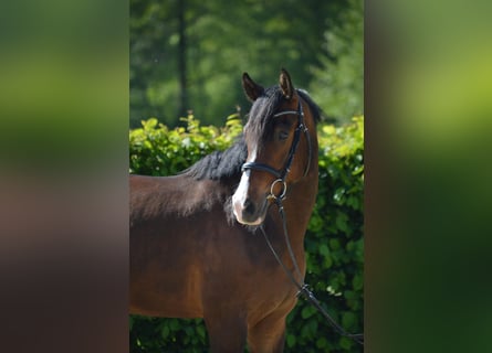 Belgijski wierzchowy, Wałach, 4 lat, 148 cm, Gniada
