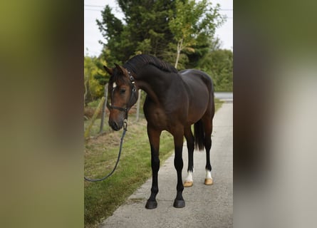 Belgisch Sportpaard, Hengst, 3 Jaar, 168 cm, Donkerbruin