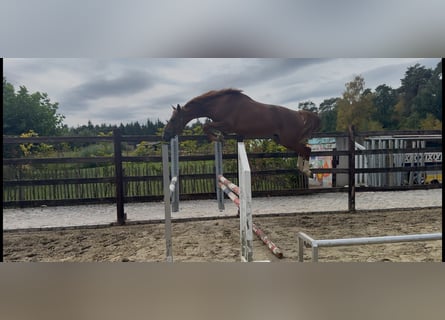 Belgisch Sportpaard, Hengst, 4 Jaar, 166 cm, Vos