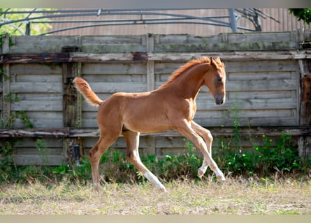 Belgisch Sportpaard, Hengst, Veulen (05/2025), 172 cm, Donkere-vos