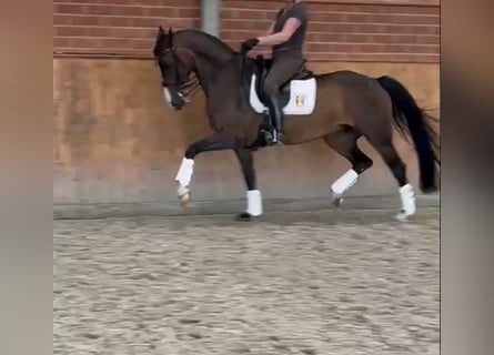 Belgisch Sportpaard, Merrie, 10 Jaar, 166 cm, Bruin