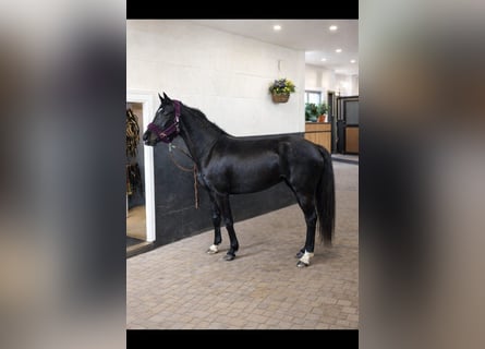 Belgisch Sportpaard, Merrie, 15 Jaar, 158 cm, Zwart