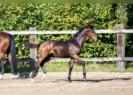 Belgisch Sportpaard, Merrie, 1 Jaar, 172 cm, Donkerbruin