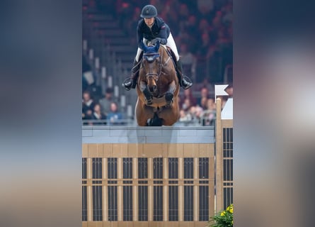 Belgisch Sportpaard, Merrie, 1 Jaar, Donkerbruin