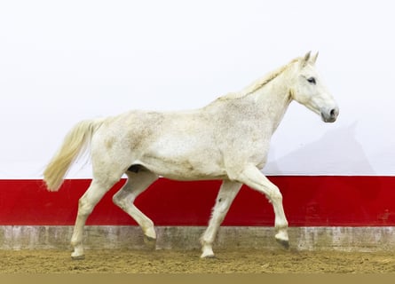 Belgisch Sportpaard, Merrie, 23 Jaar, 165 cm