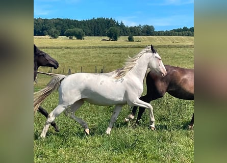Belgisch Sportpaard Mix, Merrie, 2 Jaar, 155 cm, Overo-alle-kleuren