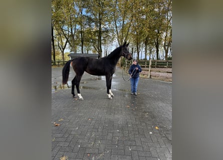 Belgisch Sportpaard, Merrie, 2 Jaar, 170 cm, Donkerbruin