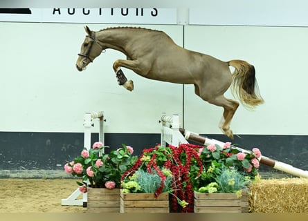 Belgisch Sportpaard, Merrie, 4 Jaar, 166 cm, Vos