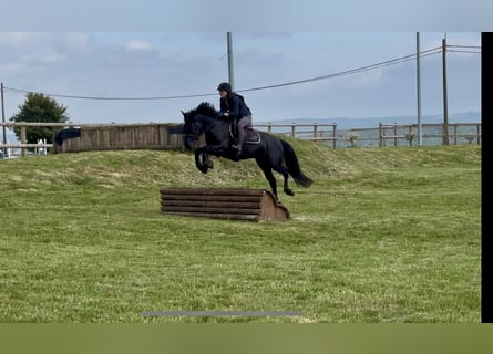 Belgisch Sportpaard, Merrie, 5 Jaar, 144 cm, Zwart