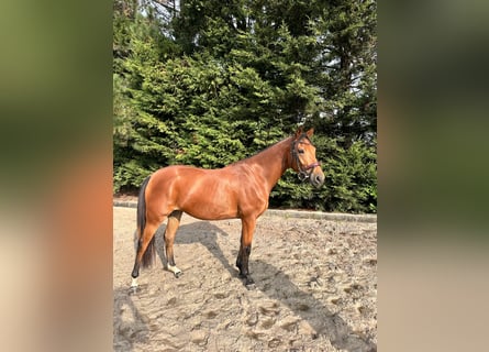 Belgisch Sportpaard, Merrie, 5 Jaar, 150 cm, Lichtbruin