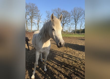 Belgisch Sportpaard, Merrie, 8 Jaar, 147 cm, Schimmel
