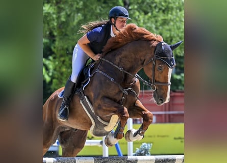 Belgisch Sportpaard, Ruin, 11 Jaar, 175 cm, Vos