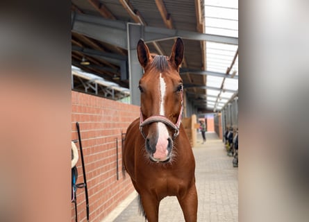 Belgisch Sportpaard, Ruin, 14 Jaar, 172 cm, Bruin