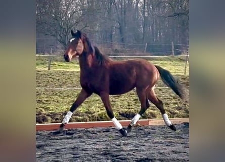 Belgisch Sportpaard, Ruin, 2 Jaar, 160 cm, Donkerbruin