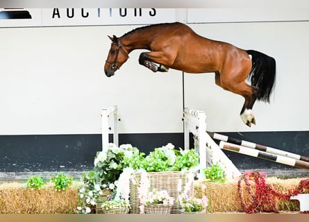 Belgisch Sportpaard, Ruin, 4 Jaar, 166 cm, Bruin