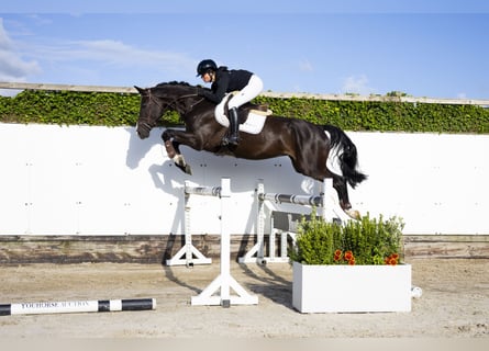 Belgisch Sportpaard, Ruin, 5 Jaar, 172 cm, Zwart