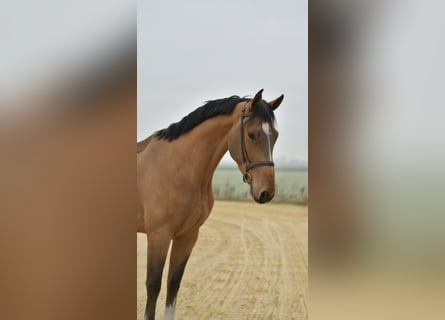 Belgisch Sportpaard, Ruin, 5 Jaar, 173 cm, Lichtbruin