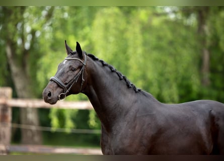 Belgisch Sportpaard, Ruin, 5 Jaar, 176 cm, Zwartbruin