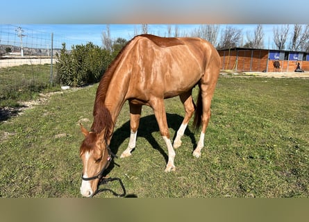 Belgisches Sportpferd, Wallach, 5 Jahre, Fuchs