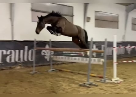 Belgisch Sportpaard, Ruin, 7 Jaar, Bruin