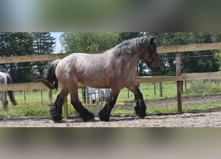 Belgisch trekpaard, Merrie, 15 Jaar, 157 cm, Roan-Bay