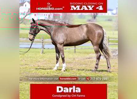 Belgisch trekpaard Mix, Merrie, 4 Jaar, Palomino