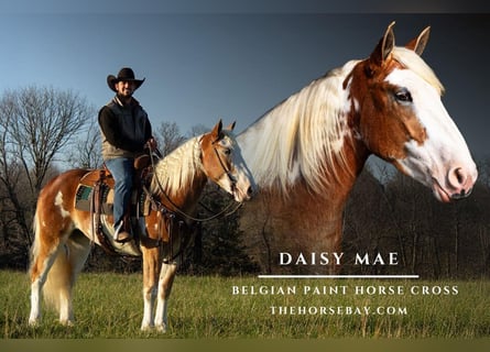 Belgisch trekpaard Mix, Merrie, 5 Jaar, 165 cm, Tobiano-alle-kleuren