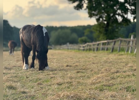 Belgisch trekpaard Mix, Ruin, 3 Jaar, 160 cm, Zwart