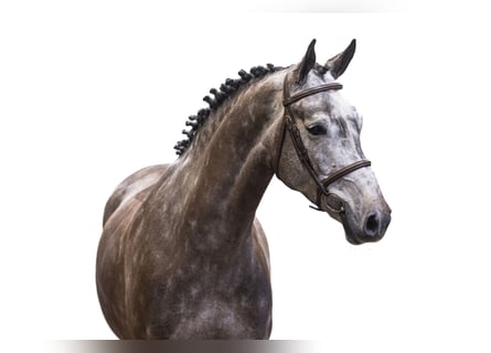 Belgisch trekpaard, Ruin, 6 Jaar, 165 cm, Schimmel