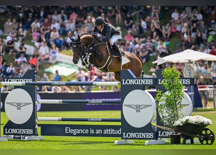 Belgisch Warmbloed, Onbekend, Embryo