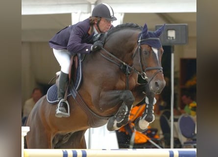 Belgisch Warmbloed, Onbekend, Embryo