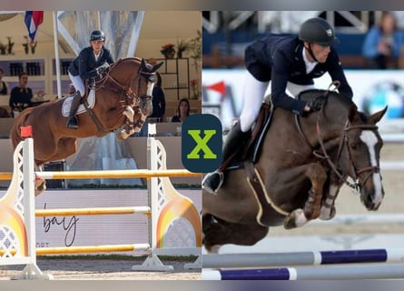 Belgisch Warmbloed, Onbekend, Embryo