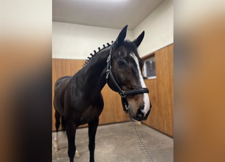 Belgisch Warmbloed, Hengst, 12 Jaar, 167 cm, Donkerbruin
