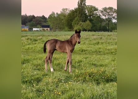 Belgisch Warmbloed, Hengst, 1 Jaar, 140 cm, Zwartbruin