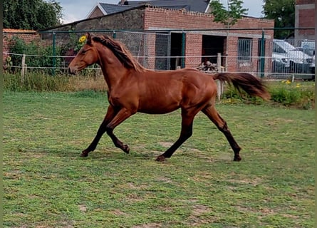 Belgisch Warmbloed, Hengst, 1 Jaar, 170 cm, Bruin