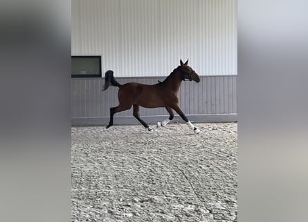 Belgisch Warmbloed, Hengst, 1 Jaar, Lichtbruin