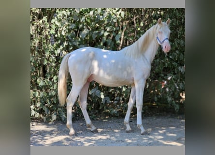 Belgisch Warmbloed, Hengst, 2 Jaar, 137 cm, Perlino