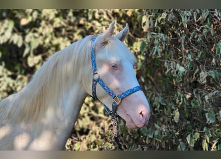 Belgisch Warmbloed, Hengst, 2 Jaar, 148 cm, Perlino