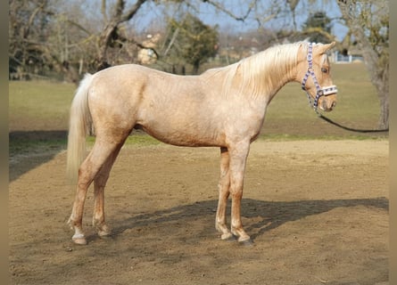 Belgisch Warmbloed, Hengst, 2 Jaar, 150 cm, Palomino