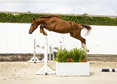 Belgisch Warmbloed, Hengst, 2 Jaar, 153 cm, Vos