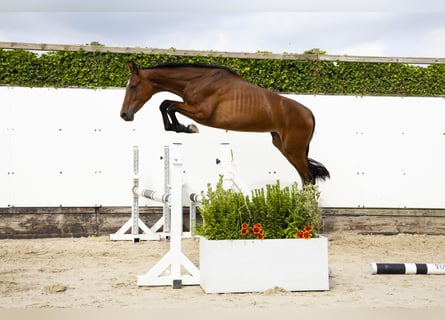 Belgisch Warmbloed, Hengst, 2 Jaar, 157 cm, Donkerbruin