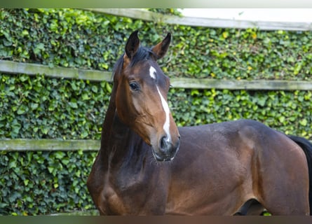 Belgisch Warmbloed, Hengst, 2 Jaar, 160 cm, Bruin