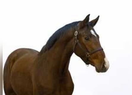 Belgisch Warmbloed, Hengst, 2 Jaar, 163 cm, Bruin