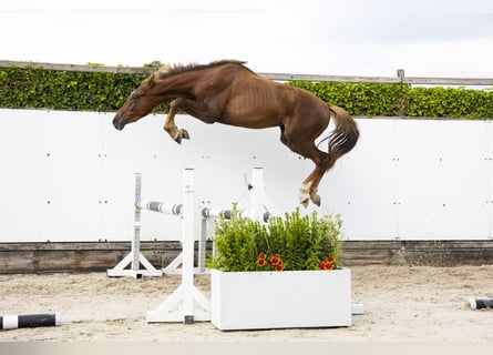 Belgisch Warmbloed, Hengst, 2 Jaar, 164 cm, Vos
