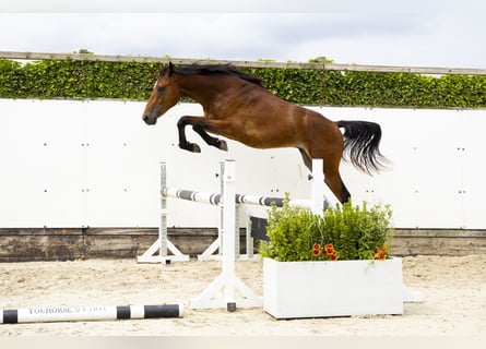 Belgisch Warmbloed, Hengst, 2 Jaar, 165 cm, Bruin
