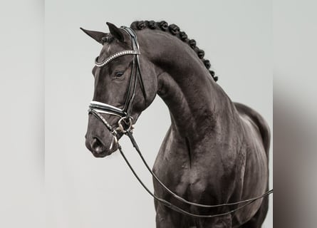 Belgisch Warmbloed, Hengst, 2 Jaar, 166 cm, Bruin