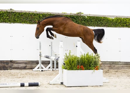 Belgisch Warmbloed, Hengst, 2 Jaar, 166 cm, Bruin