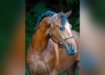 Belgisch Warmbloed, Hengst, 2 Jaar, 168 cm, Bruin